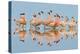 Flock of Lesser Flamingos (Phoenicopterus Minor) standing in water, Lake Nakuru, Kenya-Panoramic Images-Premier Image Canvas