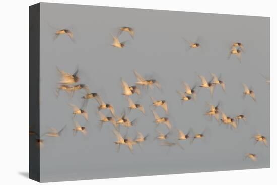 Flock of Oystercatchers (Haematopus Ostralegus) in Flight, the Wash Estuary, Norfolk, England, UK-Peter Cairns-Premier Image Canvas