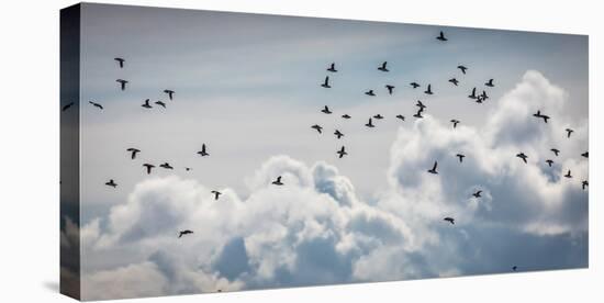 Flock of Puffin (Fratercala Arctica) Flying over Reykjavik, Harbor, Reykjavik, Iceland-null-Premier Image Canvas