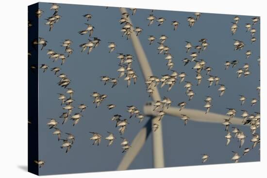 Flock of Sanderlings in flight with wind turbines in background-Loic Poidevin-Premier Image Canvas