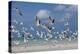 Flock Of Sea Birds, Black Skimmers & Terns, White Sand Beach, Gulf Of Mexico, Holbox Island, Mexico-Karine Aigner-Premier Image Canvas