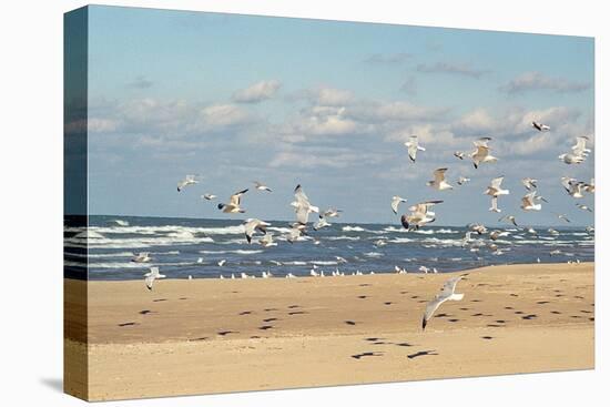 Flock of seaguls on the beaches of Lake Michigan, Indiana Dunes, Indiana, USA-Anna Miller-Premier Image Canvas