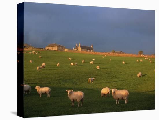 Flock of Sheep and Farmouse in Scottish Countryside, Scotland, United Kingdom, Europe-James Gritz-Premier Image Canvas