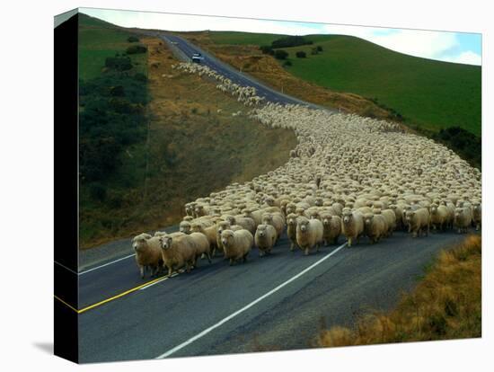 Flock of Sheep in Roadway-John Carnemolla-Premier Image Canvas