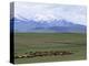 Flock of Sheep, Northeast Coast of Lake Van, Van Area, Anatolia, Turkey, Eurasia-Adam Woolfitt-Premier Image Canvas