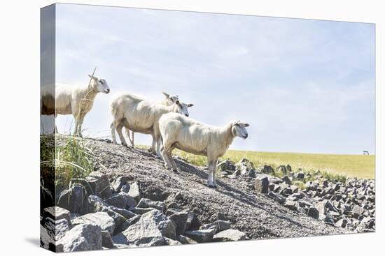 Flock of Sheep on the Dyke-Photo-Active-Premier Image Canvas