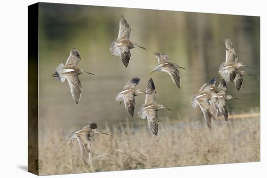 Flock of Short-Billed Dowitchers in Flight-Hal Beral-Premier Image Canvas