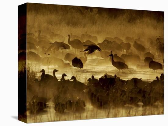 Flock of Snow Geese and Sandhill Cranes in Water and Ground Fog-Arthur Morris-Premier Image Canvas