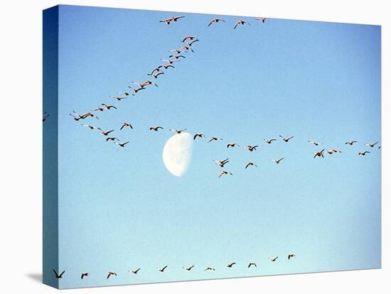 Flock of Snow Geese Flies before a Setting Moon, Washington, USA-William Sutton-Premier Image Canvas