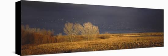 Flock of Snow Geese Flying, Bosque Del Apache National Wildlife Reserve, Socorro County, New Mexico-null-Premier Image Canvas