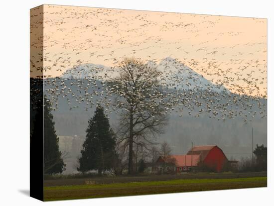 Flock of Snow Geese Take Flight, Mt. Baker and Cascades at Dawn, Fir Island, Washington, USA-Trish Drury-Premier Image Canvas