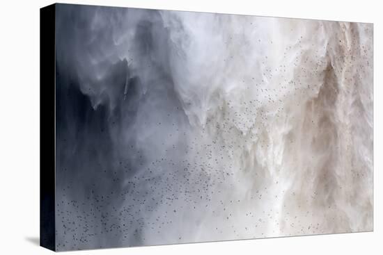 Flock of Swifts Flying to their Roost Behind the Curtain of Falling Water of Kaieteur Falls, Guyana-Mick Baines & Maren Reichelt-Premier Image Canvas