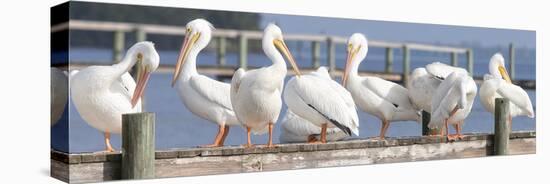 Flock on a Dock-Wink Gaines-Stretched Canvas