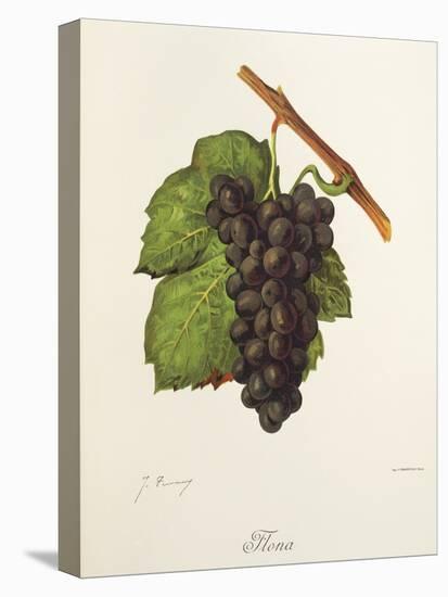 Flona Grape-J. Troncy-Premier Image Canvas