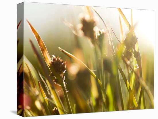 Flora, Tuolumne Meadows, Yosemite National Park, California, Usa-Paul Colangelo-Premier Image Canvas