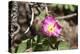 Floral 1292-Jeff Rasche-Premier Image Canvas