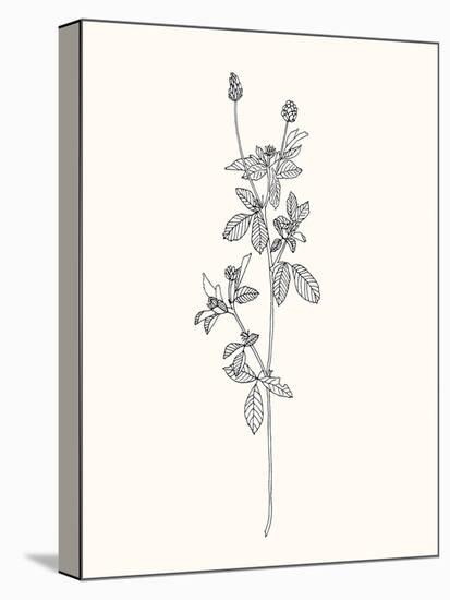 Floral Art 2-Sweet Melody Designs-Stretched Canvas