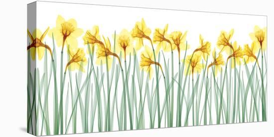 Floral Delight I-Jim Wehtje-Stretched Canvas