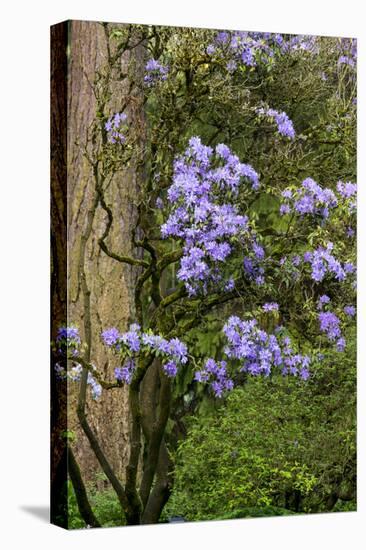 Floral Display, Crystal Springs Rhododendron Garden, Oregon, USA-Chuck Haney-Premier Image Canvas