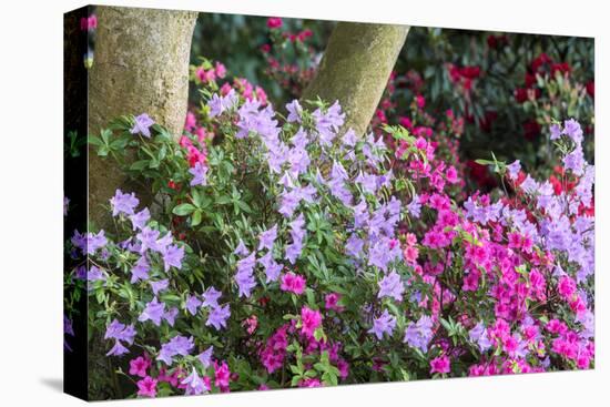 Floral Display, Crystal Springs Rhododendron Garden, Oregon, USA-Chuck Haney-Premier Image Canvas