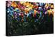 Floral Fields-Sydney Edmunds-Premier Image Canvas