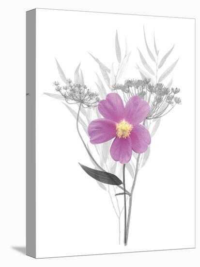 Floral Finds - Gentle-Collezione Botanica-Stretched Canvas