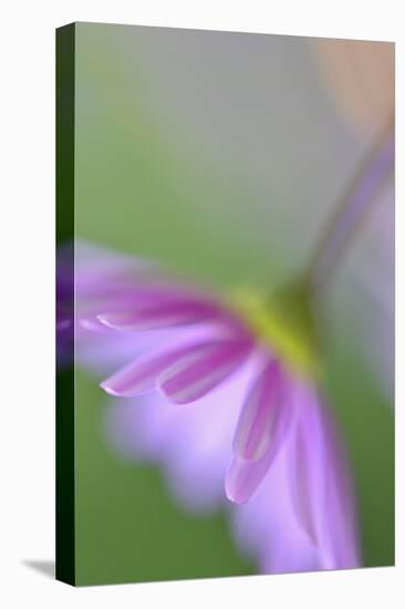 Floral light-Heidi Westum-Premier Image Canvas
