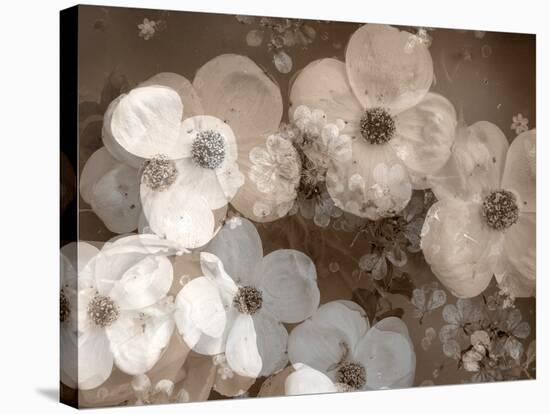 Floral Montage-Alaya Gadeh-Premier Image Canvas