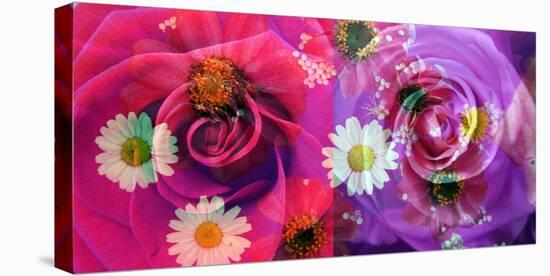 Floral Montages of Rose Blossoms-Alaya Gadeh-Premier Image Canvas