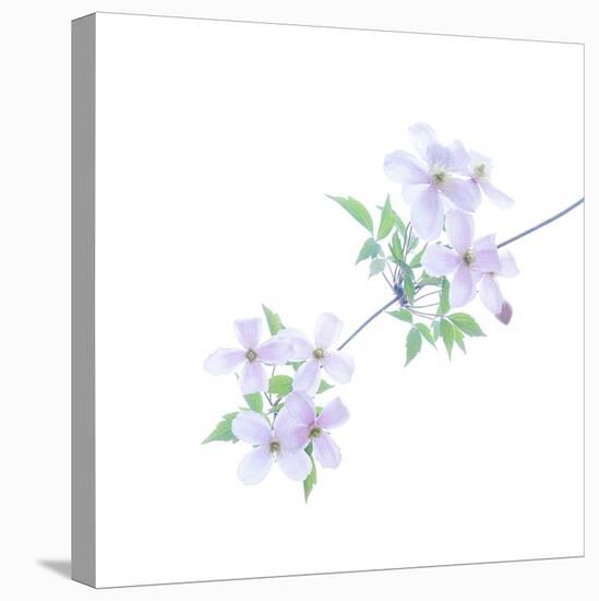 Floral Polka-Jacob Berghoef-Premier Image Canvas