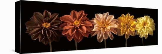 Floral Salute-Assaf Frank-Stretched Canvas