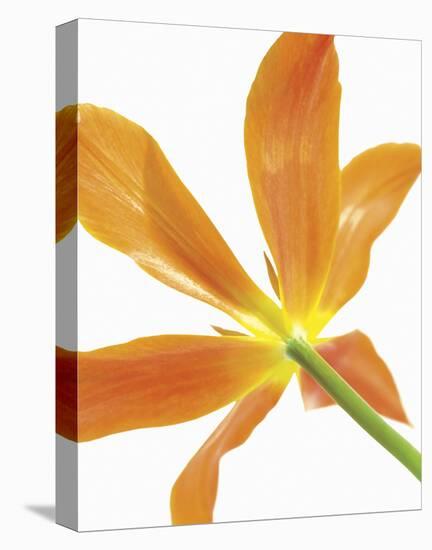 Floral Saturation IV-Boyce Watt-Stretched Canvas