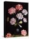 Floral Study: Carnations in a Vase-Balthasar van der Ast-Premier Image Canvas