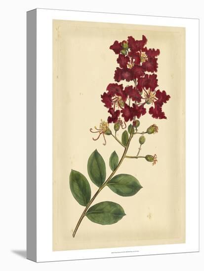Floral Varieties II-Samuel Curtis-Stretched Canvas