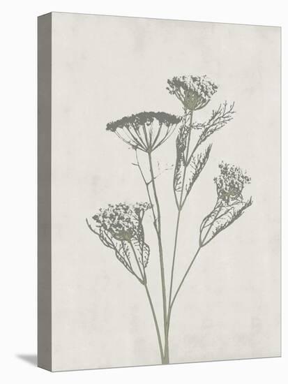 Floral Wild - Dill-Collezione Botanica-Stretched Canvas