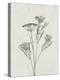 Floral Wild - Dill-Collezione Botanica-Stretched Canvas