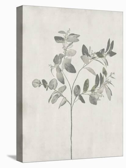 Floral Wild - Eucalyptus-Collezione Botanica-Stretched Canvas