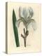 Florentine Iris, Iris Florentina-James Sowerby-Premier Image Canvas