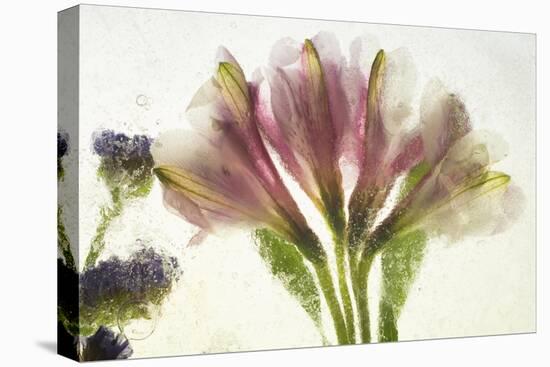 Flores en Hielo VII-Moises Levy-Premier Image Canvas