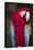 Florida. A captive Scarlet Macaw.-Charles Sleicher-Premier Image Canvas