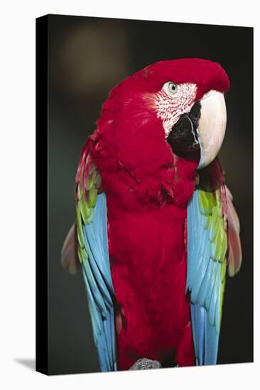 Florida. A captive Scarlet Macaw.-Charles Sleicher-Premier Image Canvas