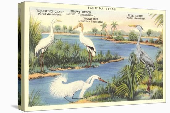 Florida Birds-null-Stretched Canvas