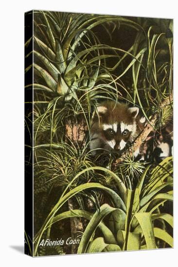 Florida Coon, Pineapples-null-Stretched Canvas