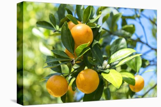 Florida, Detail of Orange Tree-Lisa S^ Engelbrecht-Premier Image Canvas