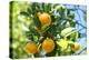 Florida, Detail of Orange Tree-Lisa S^ Engelbrecht-Premier Image Canvas