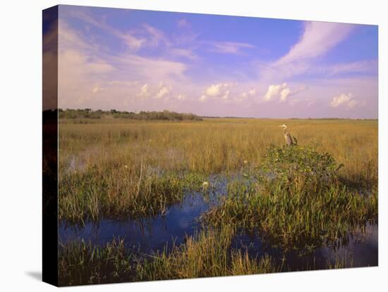 Florida, Everglades National Park-null-Premier Image Canvas