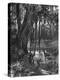 Florida Everglades, USA, C1885-null-Premier Image Canvas