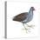 Florida Gallinule (Gallinula Chloropus), Birds-Encyclopaedia Britannica-Stretched Canvas