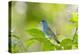 Florida, Immokalee, Indigo Bunting Perched in Jasmine Bush-Bernard Friel-Premier Image Canvas