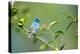 Florida, Immokalee, Indigo Bunting Perched in Jasmine Bush-Bernard Friel-Premier Image Canvas